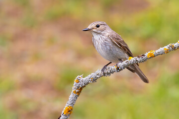 Spotted Flycatcher on a branch