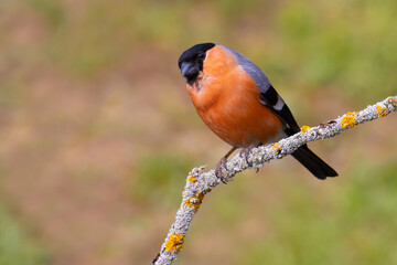 Eurasian Bullfinch on a branch