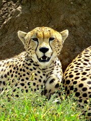 Close up of a cheetah