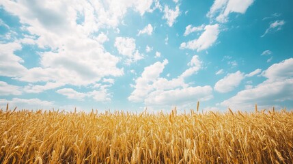Golden wheat field under a vibrant blue sky with fluffy clouds. Perfect for agricultural, harvest, or nature themes.
