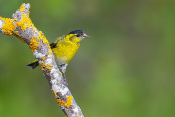 Eurasian Siskin on a branch