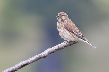 Common Linnet on a branch