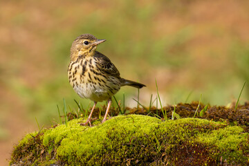 Tree Pipit on the moss