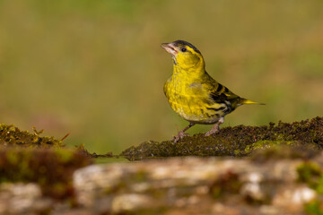 Eurasian Siskin on the moss