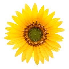 Vibrant Yellow Sunflower Blossom Close up Isolated on White Background Summer Flower