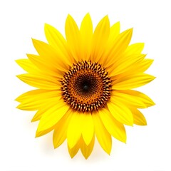 Fototapeta premium Vibrant Yellow Sunflower Blossom Isolated on White Background Bright Summer Floral Image