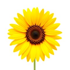 Fototapeta premium Vibrant Yellow Sunflower Blossom Isolated on White Background Close up View Detailed Petals