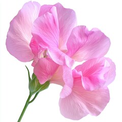 Obraz premium Beautiful delicate pink sweet pea flowers with intricate petal textures on soft white background
