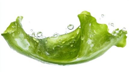 7.Green butter lettuce with water drop isolated on white background