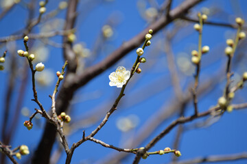 梅の花、青軸、向島百花園にて
