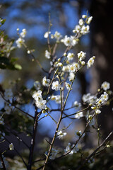 梅の花、月影、向島百花園にて