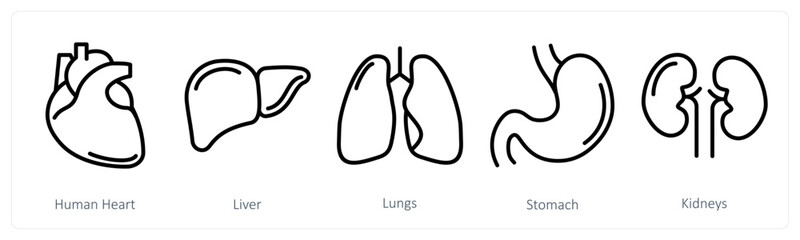 A set of 5 medical icons as human heart, liver, lungs