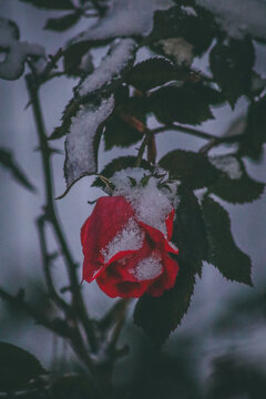 red rose on black background