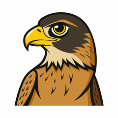 hawk face vector