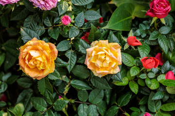 Close-up photo of a yellow rose flower in bloom