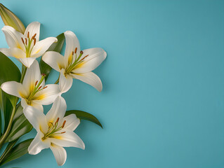Fototapeta premium White lilies with green leaves on blue background, creating serene floral display