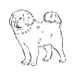 Tibetan Mastiff dog hand drawn sketch. Rare purebred dog illustration.