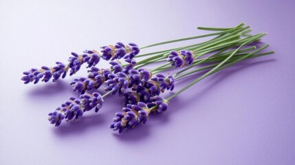 Lavender Bouquet On Purple Background