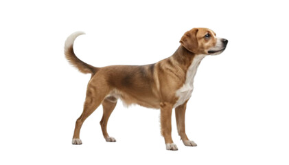 Curious Canine: A Brown Dog Gazing Intently Ahead, Ready for Adventure pet gaze eyes cute puppy alert