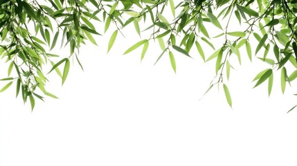 Fototapeta premium Lush green bamboo leaves border, isolated on white, nature background, website banner