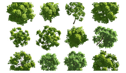 Aerial top view jungle trees landscape, 3d render PNG file, transparent background, forest, nature, tropical, wild, natural, environment, 3d, exotic trees, lush green foliage, landscape design.