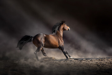 Bay horse free run in desert