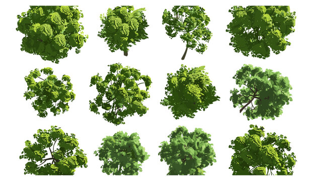 Aerial top view jungle trees landscape, 3d render PNG file, transparent background, forest, nature, tropical, wild, natural, environment, 3d, exotic trees, lush green foliage, landscape design.