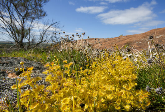 Sundew plants (Drosera rupicola) in natural habitat on granite rock, Wheatbelt region, Western Australia