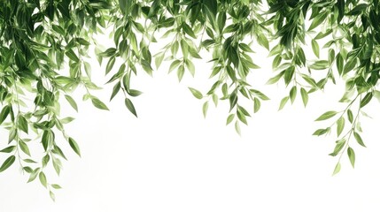 Obraz premium Green leaves border, hanging, white background, nature design
