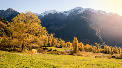 A golden meadow in Sobrarbe stretches beneath the snow-capped Posets Peak (3,375 m) in the Spanish Pyrenees. Autumn trees, grazing cattle, and soft sunlight enhance the serene beauty. © LeeSensei