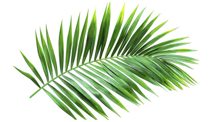 Tropical palm foliage 3d rendering, vector illustration, transparent background, green palm leaves, cut-out, tropical plants, exotic greenery, nature design, summer foliage, palm fronds © aura studio