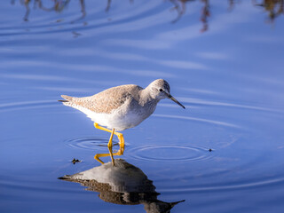 Greater Yellow Legs Wading with Reflection