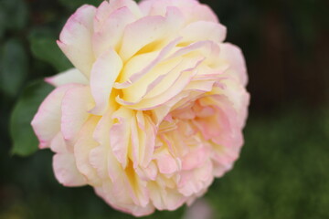 薄いピンクの薔薇