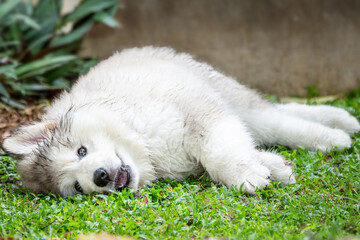 A fluffy Alaskan Malamute puppy lies playfully on fresh green grass, its fur slightly damp. This affectionate Arctic breed is known for its strength, intelligence, and friendly nature.