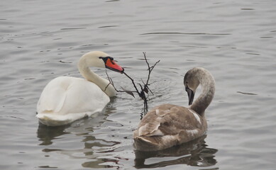 White swans with their chicks on the lake in winter.