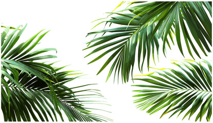 palm leaves, cut-out foliage, vector illustration, transparent background, tropical greenery, exotic plants, nature design, lush summer leaves, realistic foliage © aura studio