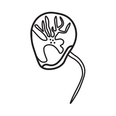 Noctiluca scintillans dinoflagellates