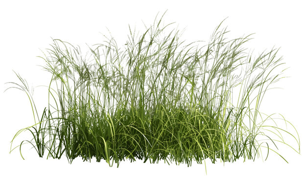 3d rendering prairie grass field png file, vector illustration, cut out prairie grass, nature background, green grass, landscape design, outdoor scene, summer field, natural environment