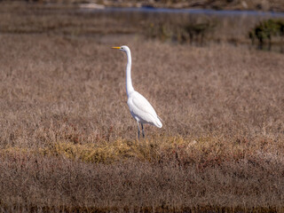 great egret