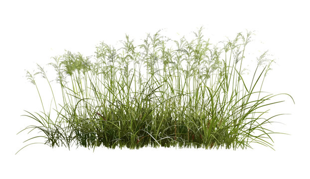 3d rendering prairie grass field png, vector illustration, cut out green grass, summer field, landscape design, outdoor view, nature scene, vibrant grass, eco-friendly nature