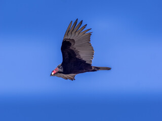 vulture in flight