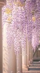 Obraz premium Lavender wisteria blooms cascade elegantly against soft column background