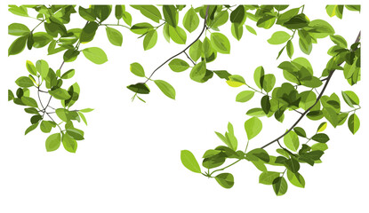 Obraz premium Vector illustration, cutout greenery leaves, 3d rendering, transparent PNG, tree branches, isolated foliage, nature design, realistic tree artwork, natural tree background
