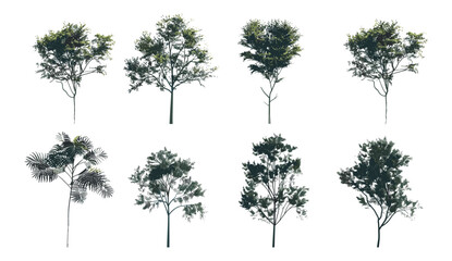 Obraz premium Vector illustration, jungle trees shapes, cutout standing collections, transparent backgrounds, png, tropical leaves, wild nature elements, tree silhouette pack, foliage clipart, forest plants
