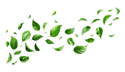 Cutout leafs flying in spiral motion vector illustration on transparent backgrounds png, swirling leaves, dynamic wind effect, foliage scatter, seasonal theme, autumn vibes, nature elements