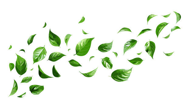 Cutout leafs flying in spiral motion vector illustration on transparent backgrounds png, swirling leaves, dynamic wind effect, foliage scatter, seasonal theme, autumn vibes, nature elements