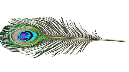 Obraz premium A realistic, high-resolution peacock feather isolated on a transparent background. The feather's fine strands are delicately detailed, and the colors shift beautifull