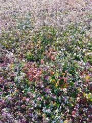 仏の座と薺咲く晴れた早春の野原風景