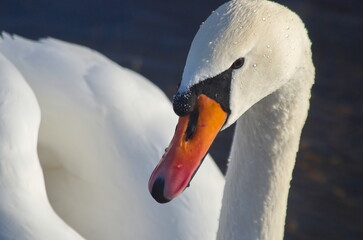 White swans with their chicks on the lake in winter.