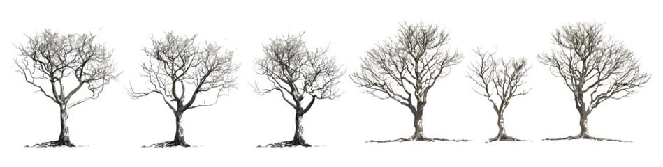Leafless, dry trees, vector illustration, standing, transparent backgrounds, silhouette, nature, barren, winter tree, black tree, design, background, clipart, isolated, PNG, artistic